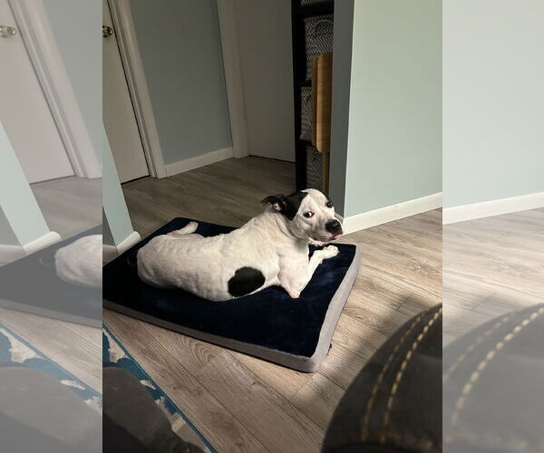 Medium Photo #3 Mutt Puppy For Sale in Lockport, NY, USA