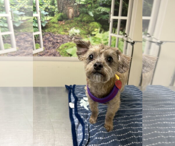 Medium Photo #2 ShihPoo Puppy For Sale in Lancaster, PA, USA