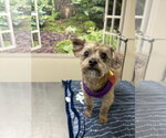 Small #1 ShihPoo