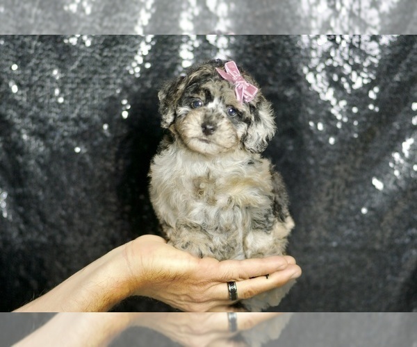 Medium Photo #51 Maltipoo Puppy For Sale in WARSAW, IN, USA