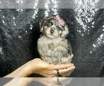 Small #1 Maltipoo