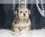 Small #2 Morkie