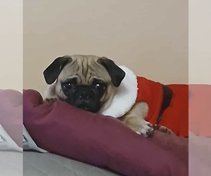 Father of the Pug puppies born on 06/25/2025