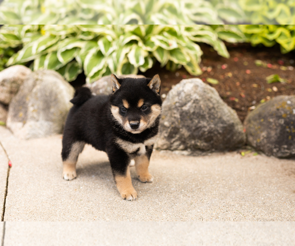 Medium Photo #5 Shiba Inu Puppy For Sale in MILLERSBURG, IN, USA