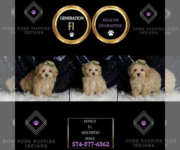 Medium Photo #5 Maltipoo Puppy For Sale in WARSAW, IN, USA