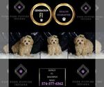 Small #4 Maltipoo