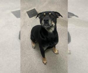 Rottweiler-Unknown Mix Dogs for adoption in HESPERIA, CA, USA