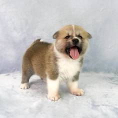 Akita Puppy for sale in LOS ANGELES, CA, USA