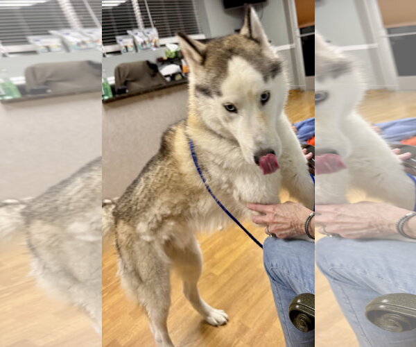 Medium Photo #4 Siberian Husky Puppy For Sale in Mount Airy, NC, USA