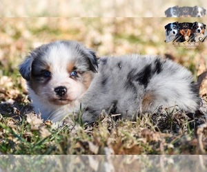 Australian Shepherd Puppy for sale in EASTON, MO, USA