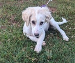 Puppy Violet Goldendoodle