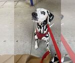 Small Photo #1 Dalmatian Puppy For Sale in NASHVILLE, TN, USA