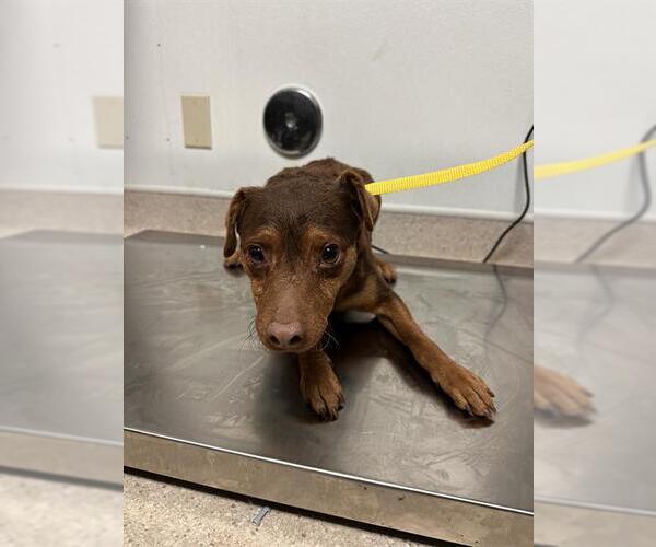 Medium Photo #1 Miniature Pinscher Puppy For Sale in Bakersfield, CA, USA