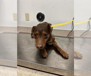 Miniature Pinscher Dogs for adoption in Bakersfield, CA, USA