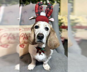 Basset Hound Dogs for adoption in Deepwater, NJ, USA