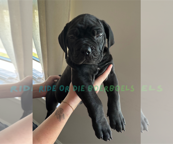 Medium Photo #1 Boerboel Puppy For Sale in LOGANVILLE, GA, USA