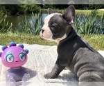 Small Photo #7 French Bulldog Puppy For Sale in WEST ORANGE, NJ, USA