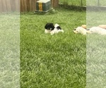 Puppy El ShihPoo