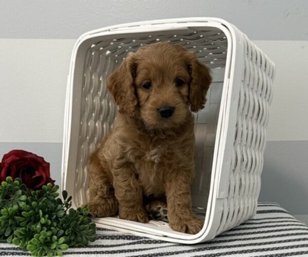 Medium Photo #1 Cavapoo Puppy For Sale in STANLEY, WI, USA