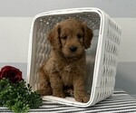 Small Cavapoo