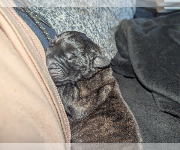 Medium Photo #1 Mastiff Puppy For Sale in CATO, NY, USA
