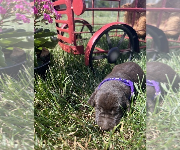 Medium Photo #7 Labrador Retriever Puppy For Sale in NEOLA, WV, USA
