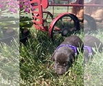 Small #6 Labrador Retriever