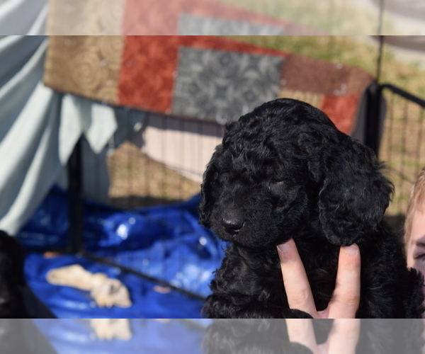 Medium Photo #4 Goldendoodle Puppy For Sale in SPIRO, OK, USA