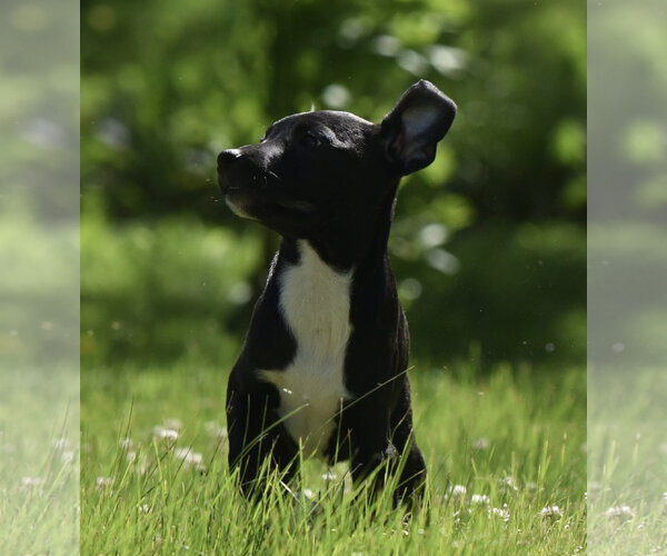Medium Photo #2 Shepradors Puppy For Sale in Mechanicsburg, PA, USA