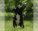 Small #1 Shepradors