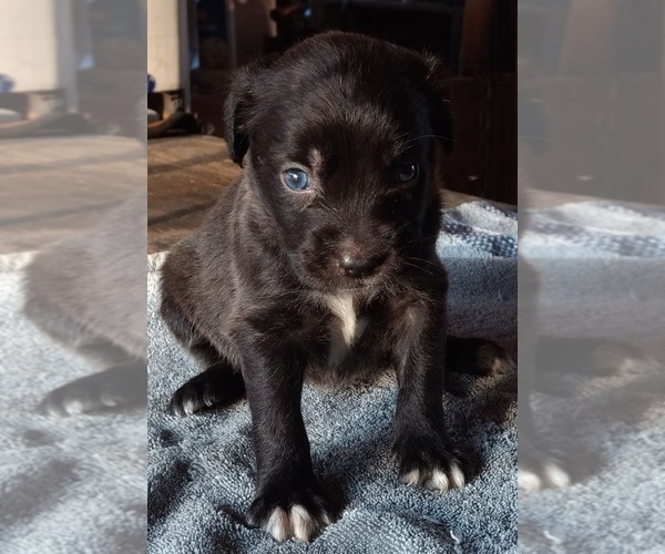 Medium Photo #2 Black Mouth Cur-Labrador Retriever Mix Puppy For Sale in DUNNELLON, FL, USA