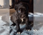 Small Photo #2 Black Mouth Cur-Labrador Retriever Mix Puppy For Sale in DUNNELLON, FL, USA