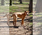 Small #13 Labrador Retriever-Rhodesian Ridgeback Mix