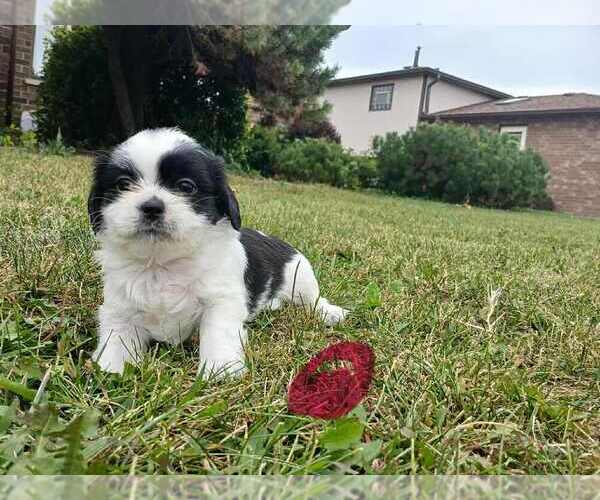Medium Photo #2 Shih Tzu Puppy For Sale in BURBANK, IL, USA