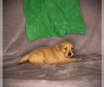 Small #3 Golden Retriever