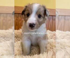 Shetland Sheepdog Puppy for sale in GRAFTON, OH, USA
