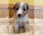 Image preview for Ad Listing. Nickname: Sable Merle 2