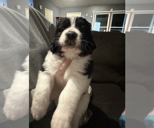 Medium Saint Bernewfie