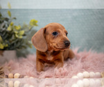 Small Photo #3 Dachshund Puppy For Sale in ROME CITY, IN, USA