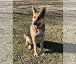 Small German Shepherd Dog