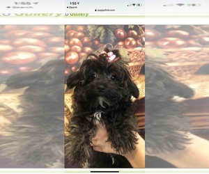 Maltipoo Puppy for sale in SARASOTA, FL, USA