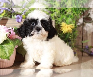 Maltese Puppy for sale in MOUNT VERNON, OH, USA