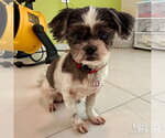 Small Photo #2 Shih Tzu-Unknown Mix Puppy For Sale in Washington, DC, USA