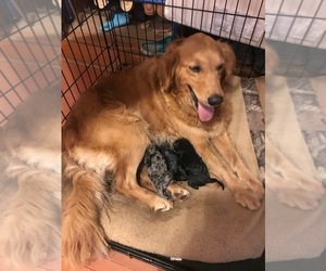 Mother of the Goldendoodle puppies born on 09/30/2021