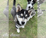 Puppy Skidoo Alaskan Klee Kai-Siberian Husky Mix