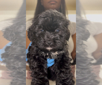 Small #1 Maltipoo (Toy)