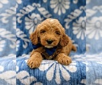 Small Photo #7 Goldendoodle-Poodle (Miniature) Mix Puppy For Sale in LINCOLN UNIV, PA, USA