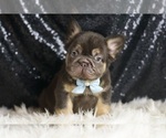 Puppy Bentley AKC French Bulldog