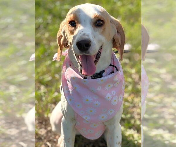 Medium Photo #2 American Foxhound-Beagle Mix Puppy For Sale in Dunnellon, FL, USA