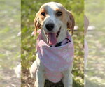 Small #1 American Foxhound-Beagle Mix